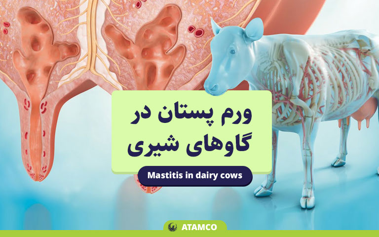 بیماری ورم پستان در گاوهای شیری